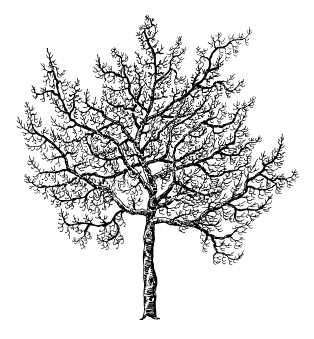 Elagage d'un vieil arbre
