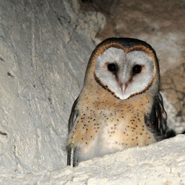 Schleiereule (Tyto alba)