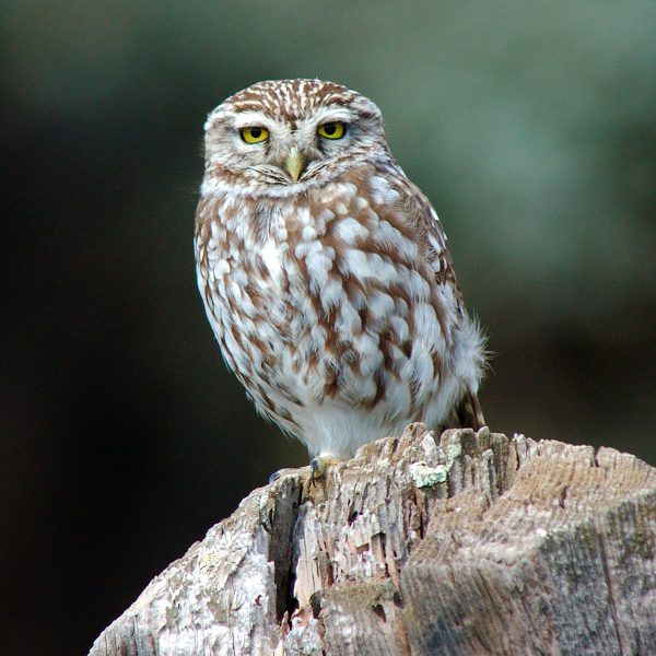 Steinkautz (Athene noctua)